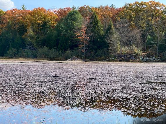 Beaver lodge visible across a leaf covered lake.