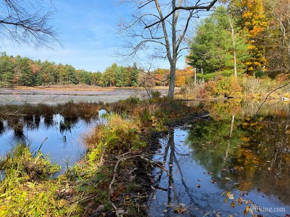 Beaver dam on lake.