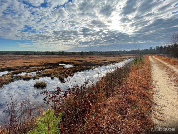 Dirt road next to a bog