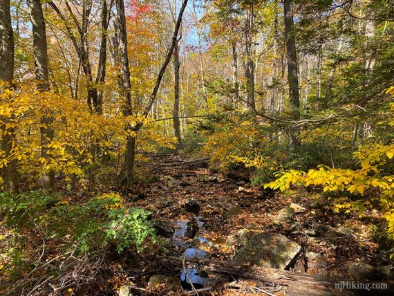 Bright yellow foliage around a stream with little water.