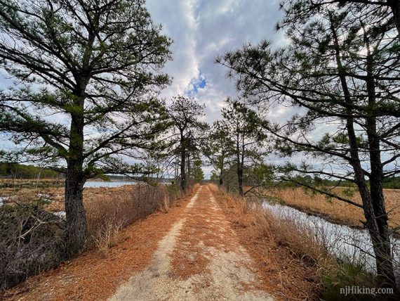 Wide path with trees and bogs on either side