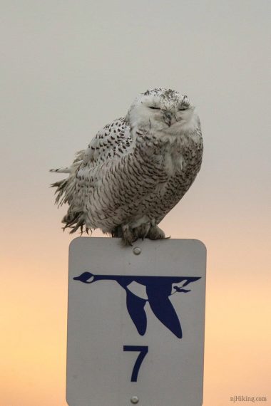 Snowy owl with eyes closed sitting on mile marker sign.