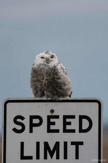 Snowy owl sitting on a speed limit sign.