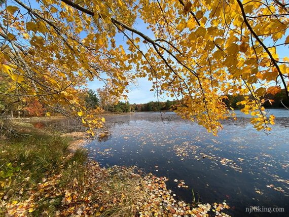 Bright yellow leaves over the edge of a blue lake.