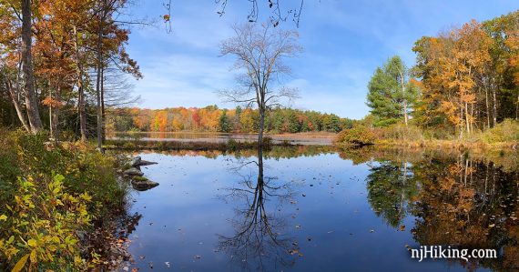 Single bare tree reflected in a blue lake and surrounded by fall foliage.
