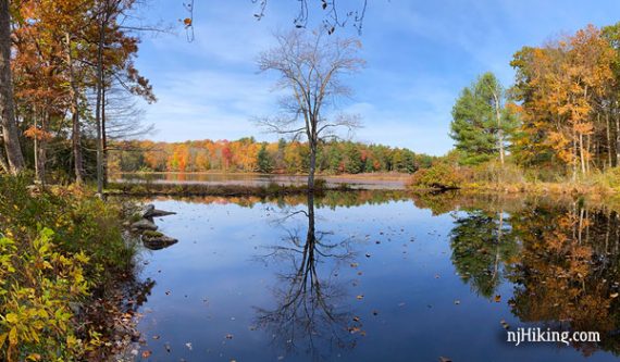 Lone tree on a lake surrounded by colorful fall leaves.
