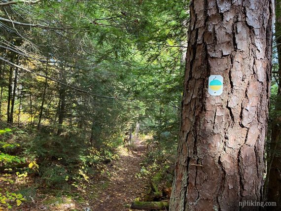 Split color trail marker on tree.