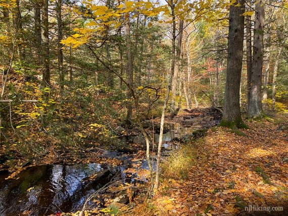 Leaf covered stream and trail.