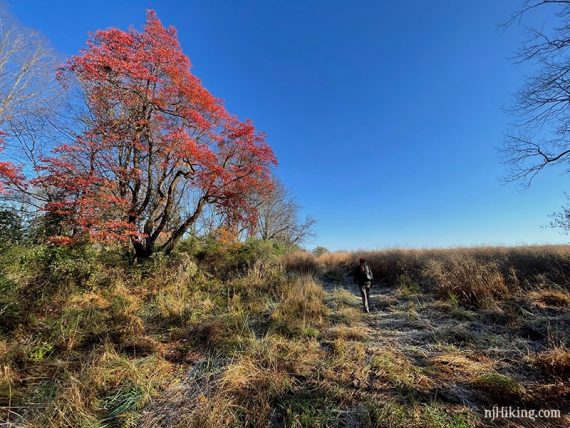 Hiker at grassy field edges