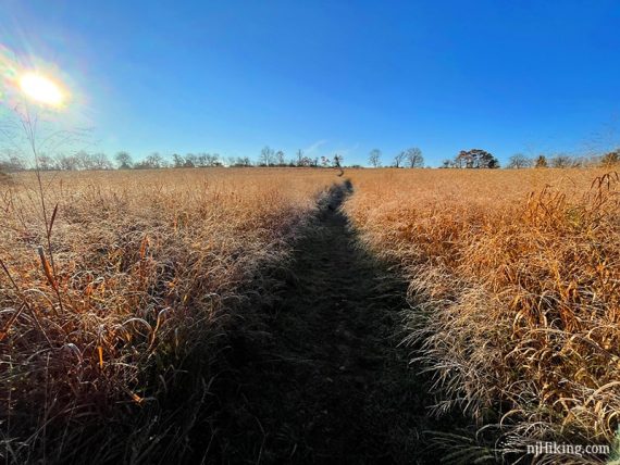 Path through a field of high grass