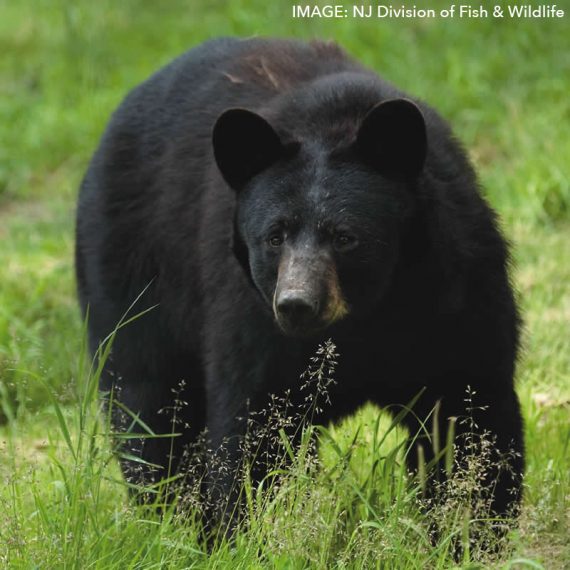 Black bear in a field of green grass.