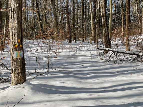 Lake connector trail with unbroken snow.