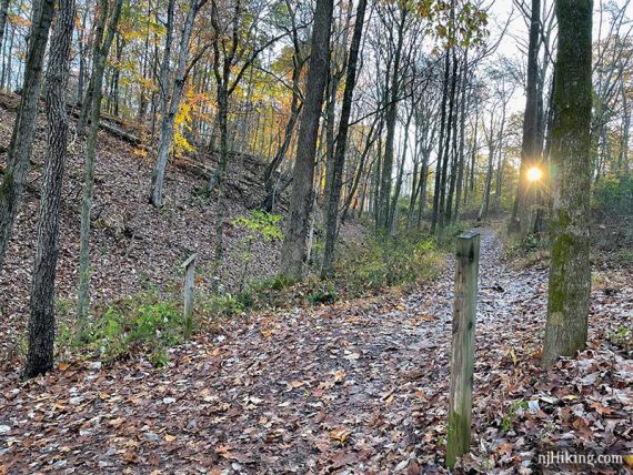 Wide trail covered in leaves with sunlight streaming