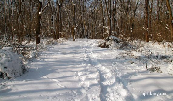 Forested trail with snowshoe tracks