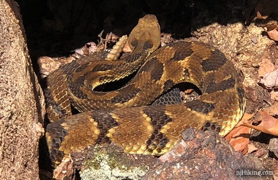 Rattlesnake coiled near rocks.