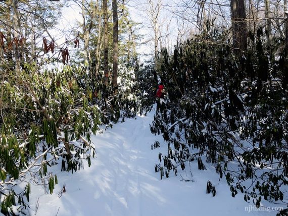 Snowy trail through a rhododendron tunnel