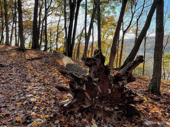 Large fallen tree roots