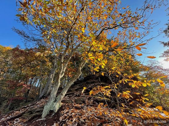 Tree with bright foliage on a shale cliff