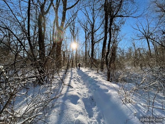 Snowshoer on a sunny trail.