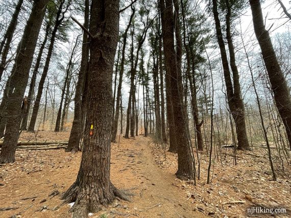Yellow and orange blazes on a tall tree.