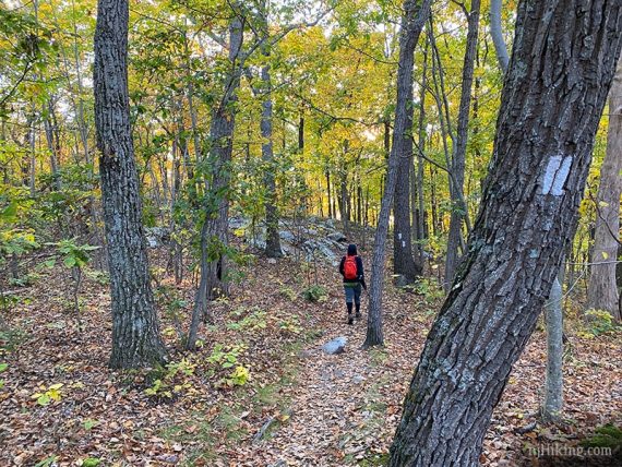 Hiker on the Appalachian Trail near a white blaze on a tree.