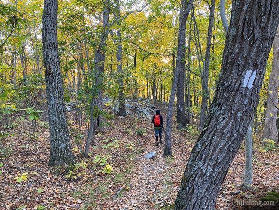 Hiker on a path with fall foliage.