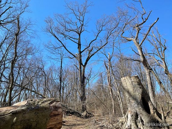 Large fallen tree