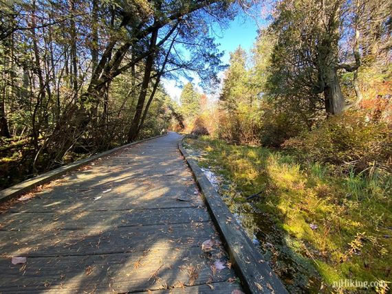 Boardwalk above a cedar bog.