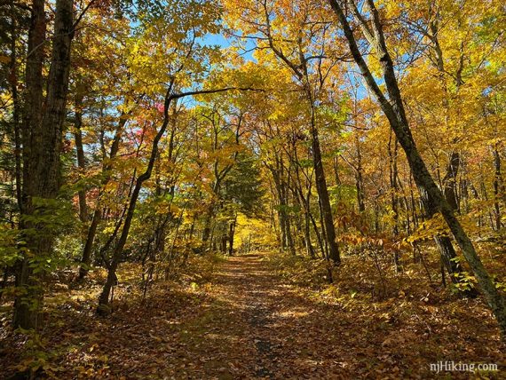 Wide flat path surrounded by yellow foliage.