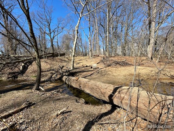 Large tree over a stream