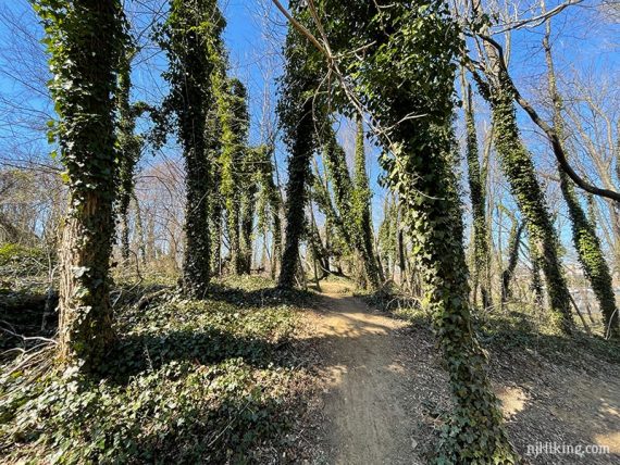 Ivy covered trees