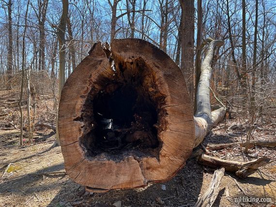 Looking inside a large fallen hollow tree