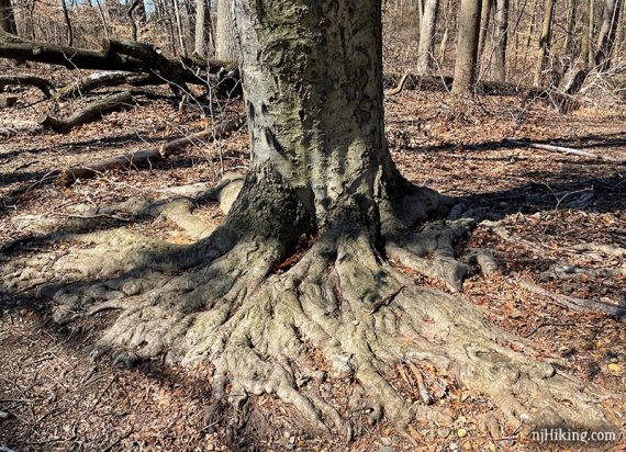 Large tree roots visible