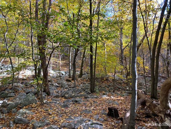 Very rocky trail with yellow and green leaves on the trees.