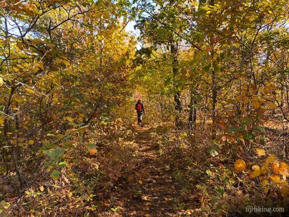 Hiker on a trail surrounded by yellow foliage.