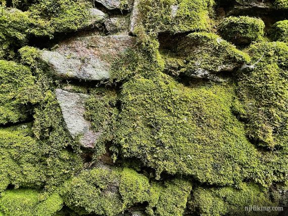 Stone wall covered in thick green moss.