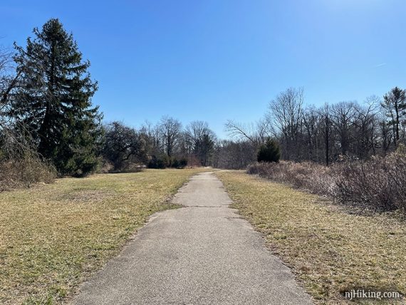 Paved path with trees