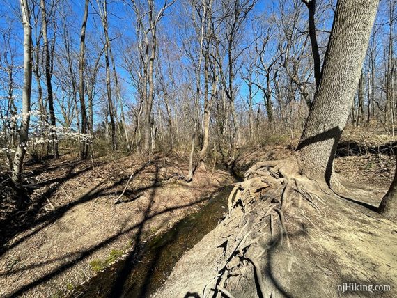 The bank of Saddlers Run and large tree roots