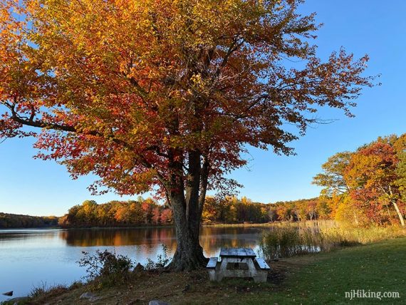 Picnic table near a brightly colored tree and a lake.