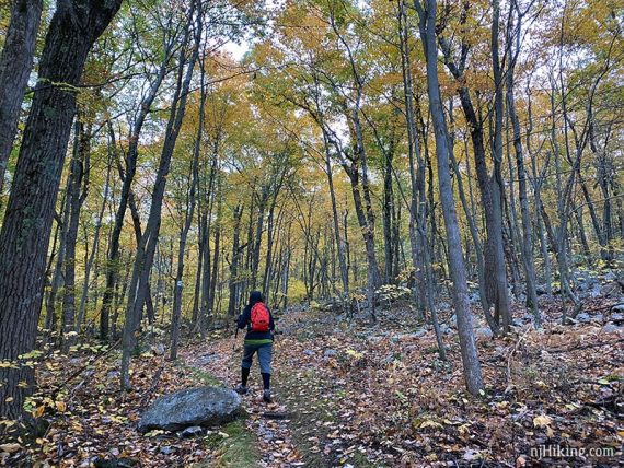 Hiker surrounded by trees with yellow foliage.