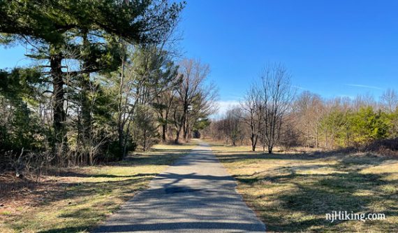 Flat paved trail with a tall pine tree next to it