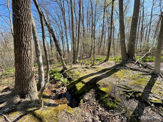 Orange markers on trees