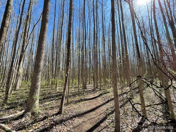 Path through tall skinny trees