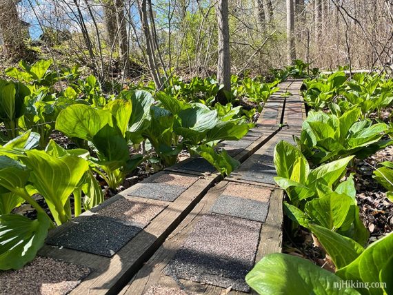 Plank boardwalk surrounded by skunk cabbage