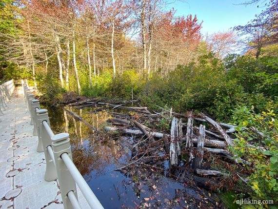 Water and logs next to a new floating bridge.