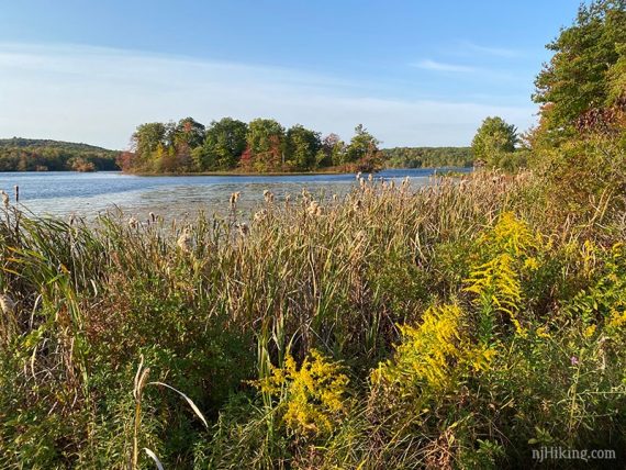 Grasses at the edge of a lake.