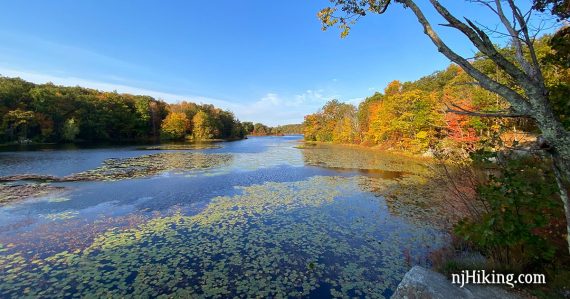 Lily pad filled lake surrounded by fall foliage lit by sunlight.