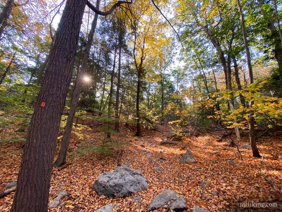 Orange marker on a tree with trail covered in fall leaves.