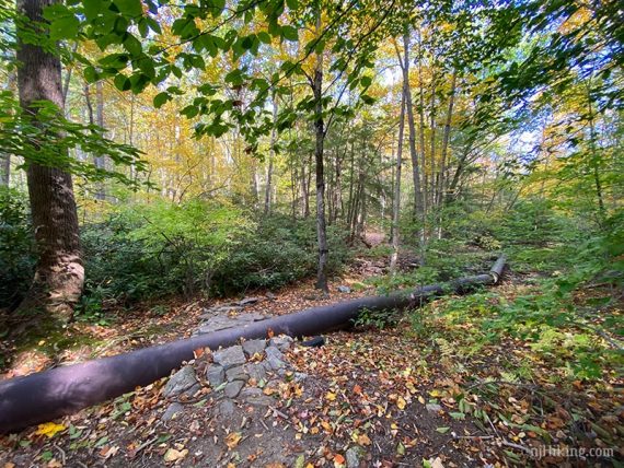 Very long pipe across a trail.