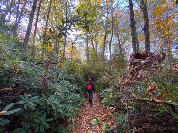 Hiker in a rhododendron tunnel.